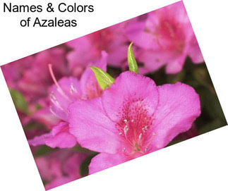 Names & Colors of Azaleas