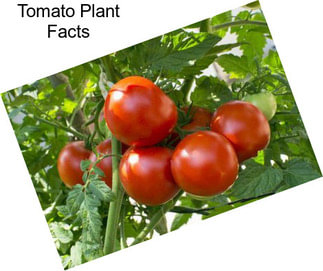 Tomato Plant Facts