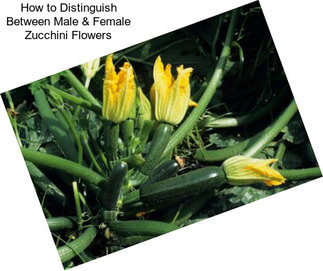 How to Distinguish Between Male & Female Zucchini Flowers