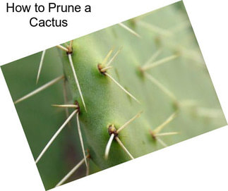 How to Prune a Cactus