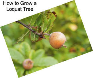 How to Grow a Loquat Tree