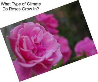 What Type of Climate Do Roses Grow In?