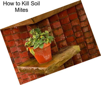 How to Kill Soil Mites