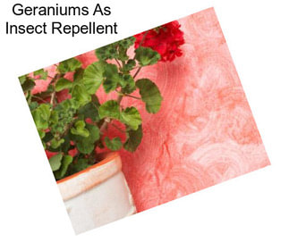 Geraniums As Insect Repellent