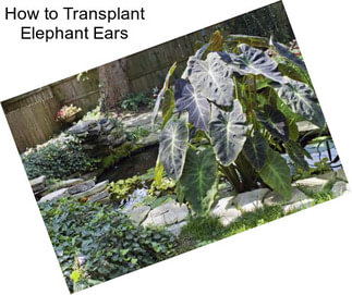 How to Transplant Elephant Ears