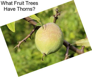 What Fruit Trees Have Thorns?