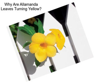 Why Are Allamanda Leaves Turning Yellow?