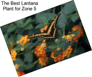 The Best Lantana Plant for Zone 5