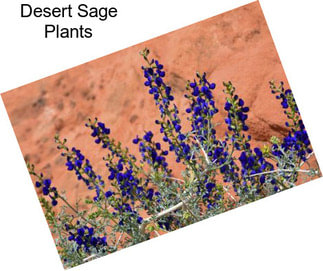 Desert Sage Plants