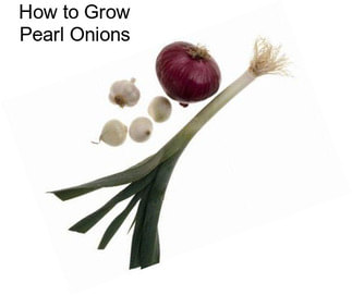 How to Grow Pearl Onions