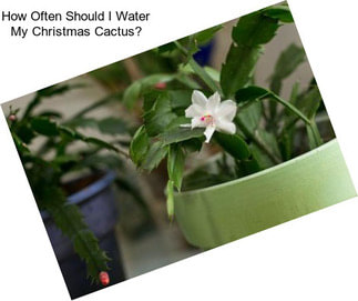 How Often Should I Water My Christmas Cactus?