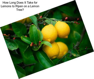 How Long Does It Take for Lemons to Ripen on a Lemon Tree?