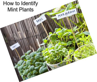 How to Identify Mint Plants