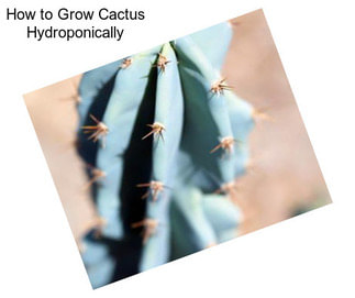 How to Grow Cactus Hydroponically