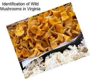 Identification of Wild Mushrooms in Virginia