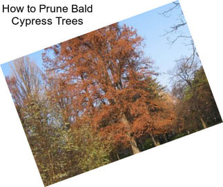 How to Prune Bald Cypress Trees