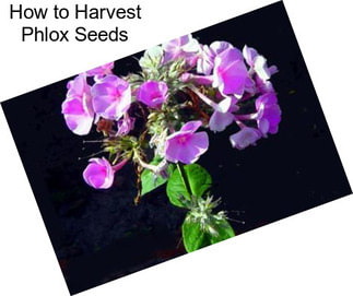 How to Harvest Phlox Seeds