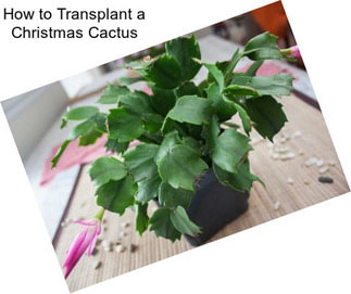 How to Transplant a Christmas Cactus