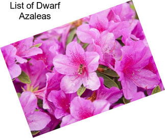 List of Dwarf Azaleas