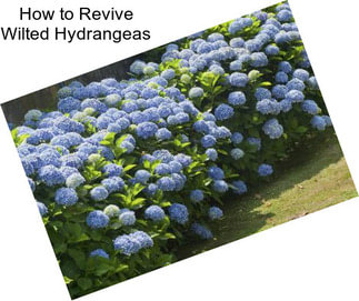 How to Revive Wilted Hydrangeas