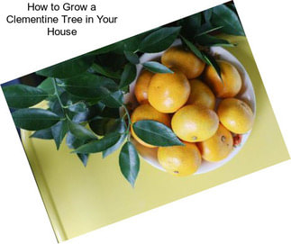 How to Grow a Clementine Tree in Your House