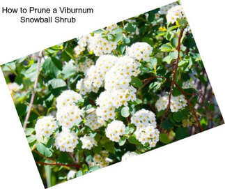 How to Prune a Viburnum Snowball Shrub