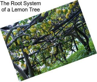 The Root System of a Lemon Tree