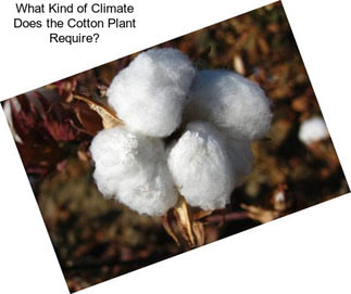 What Kind of Climate Does the Cotton Plant Require?