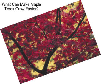 What Can Make Maple Trees Grow Faster?