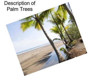 Description of Palm Trees