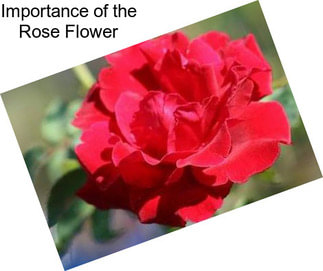 Importance of the Rose Flower