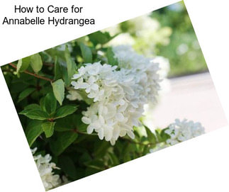 How to Care for Annabelle Hydrangea