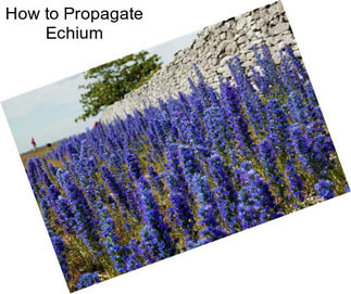 How to Propagate Echium