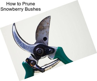 How to Prune Snowberry Bushes