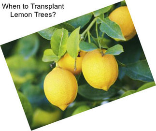 When to Transplant Lemon Trees?