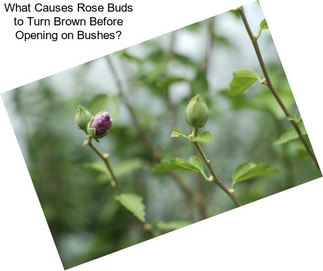 What Causes Rose Buds to Turn Brown Before Opening on Bushes?