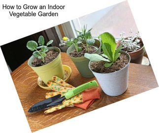 How to Grow an Indoor Vegetable Garden