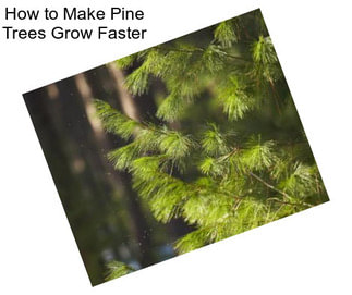 How to Make Pine Trees Grow Faster