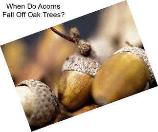 When Do Acorns Fall Off Oak Trees?