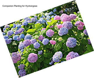 Companion Planting for Hydrangeas