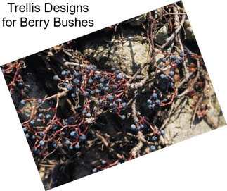 Trellis Designs for Berry Bushes