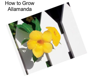 How to Grow Allamanda