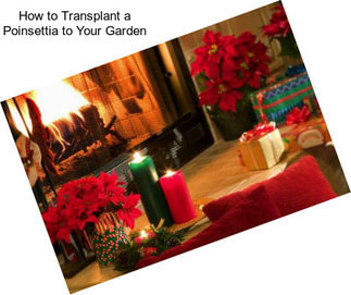 How to Transplant a Poinsettia to Your Garden