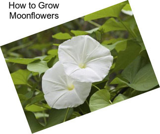 How to Grow Moonflowers