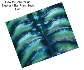 How to Care for an Elephant Ear Plant Seed Pod