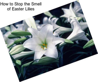 How to Stop the Smell of Easter Lilies