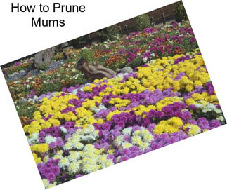 How to Prune Mums