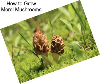 How to Grow Morel Mushrooms