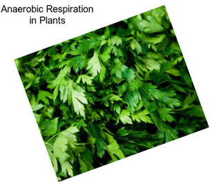 Anaerobic Respiration in Plants