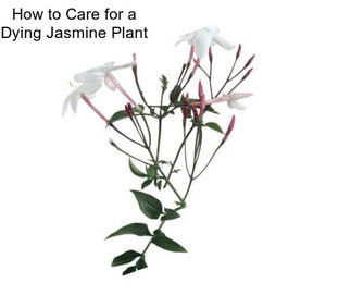 How to Care for a Dying Jasmine Plant